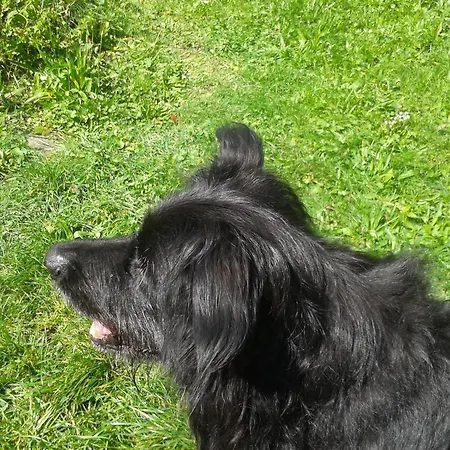 Zum Hirsch Pensionat